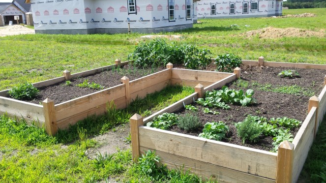 Look at the garden grow!